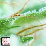 Top Tao Seeds Early Sativa